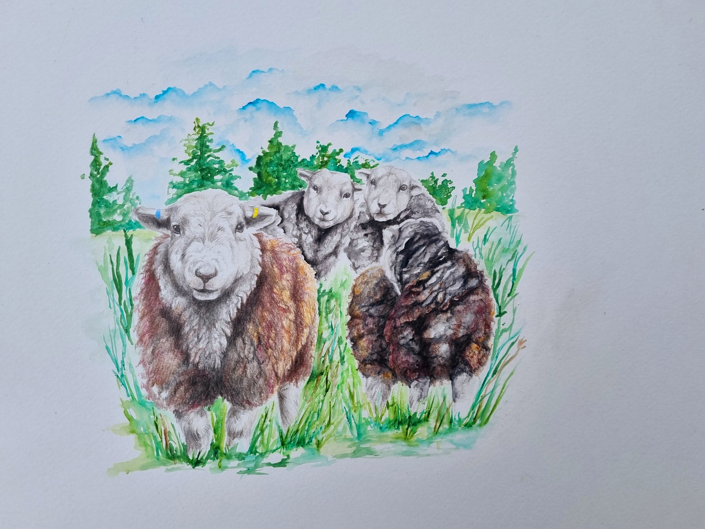 Greetings Card - 'Herd of Herdwicks'